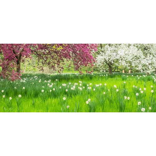 Pennsylvania-Wayne and Chanticleer Gardens springtime blooming crabapple and narcissus